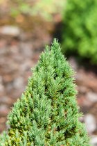 1 stuk(s) | Picea glauca 'Laurin' C3.5 40-50 cm
