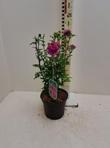 1 pièce) | Hibiscus syriacus 'Duc de Brabant' C3 40-50 cm (arbuste Althea)