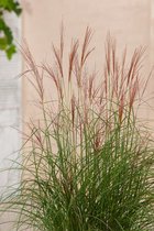 3 stuk(s) | Miscanthus sinensis 'Kleine Silberspinne' P11 cm