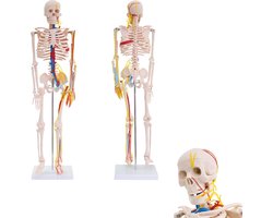 Anatomie model menselijk skelet (met zenuwen en bloedvaten)