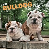 Engelse Bulldog Kalender Puppies 2024