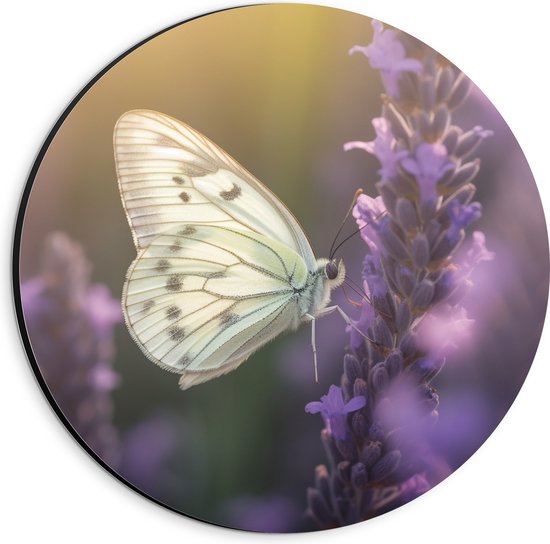 Dibond Muurcirkel - Insect - Vlinder - Bloem - Lavendel - 20x20 cm Foto op Aluminium Muurcirkel (met ophangsysteem)