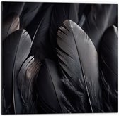 Dibond - Veren - Zwart - 50x50 cm Foto op Aluminium (Wanddecoratie van metaal)
