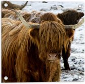 Tuinposter – Dieren - Schotse - Hooglander - Sneeuw - 50x50 cm Foto op Tuinposter (wanddecoratie voor buiten en binnen)