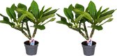 Plant in a Box - Plumeria Frangipanier - Set de 2 - Plumeria Hawaii - Belle plante d'intérieur à fleurs exotiques - Pot 17cm - Hauteur 55-70cm
