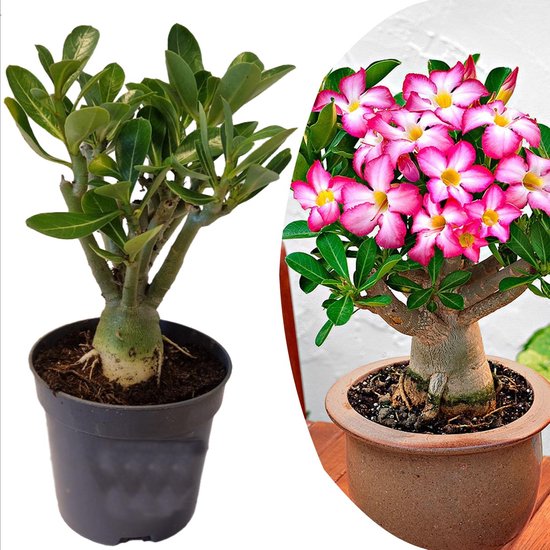 Foto: Plant in a box adenium obesum bloeiende woestijnrozen pot 10 5cm hoogte 25 40cm