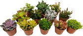 Plant in a Box - Mix van Mini Vetplanten - Mix van 12 stuks Vetplanten - Echte Planten - Decoratief en Makkelijk te Onderhouden - Pot 5,5 cm - Hoogte 5-10 cm