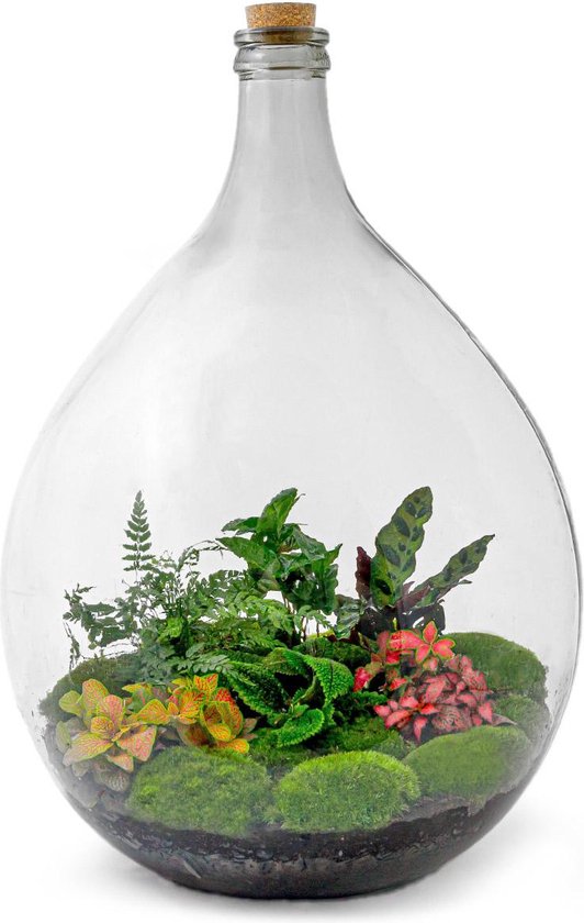 Planten terrarium Urban Jungle Large zonder lamp hoogte 54cm hoog