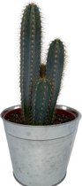 Cactus24- Pilosocereus Azereus- 17cm Zinken Pot- 30-40cm hoog- Kamerplant