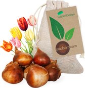 7 Tulpenbollen in Jute zakje - Rode Tulpen - Bloembollen - Tulpen - Tulp Parade - Bloemen - cadeau -Zaadbom.com