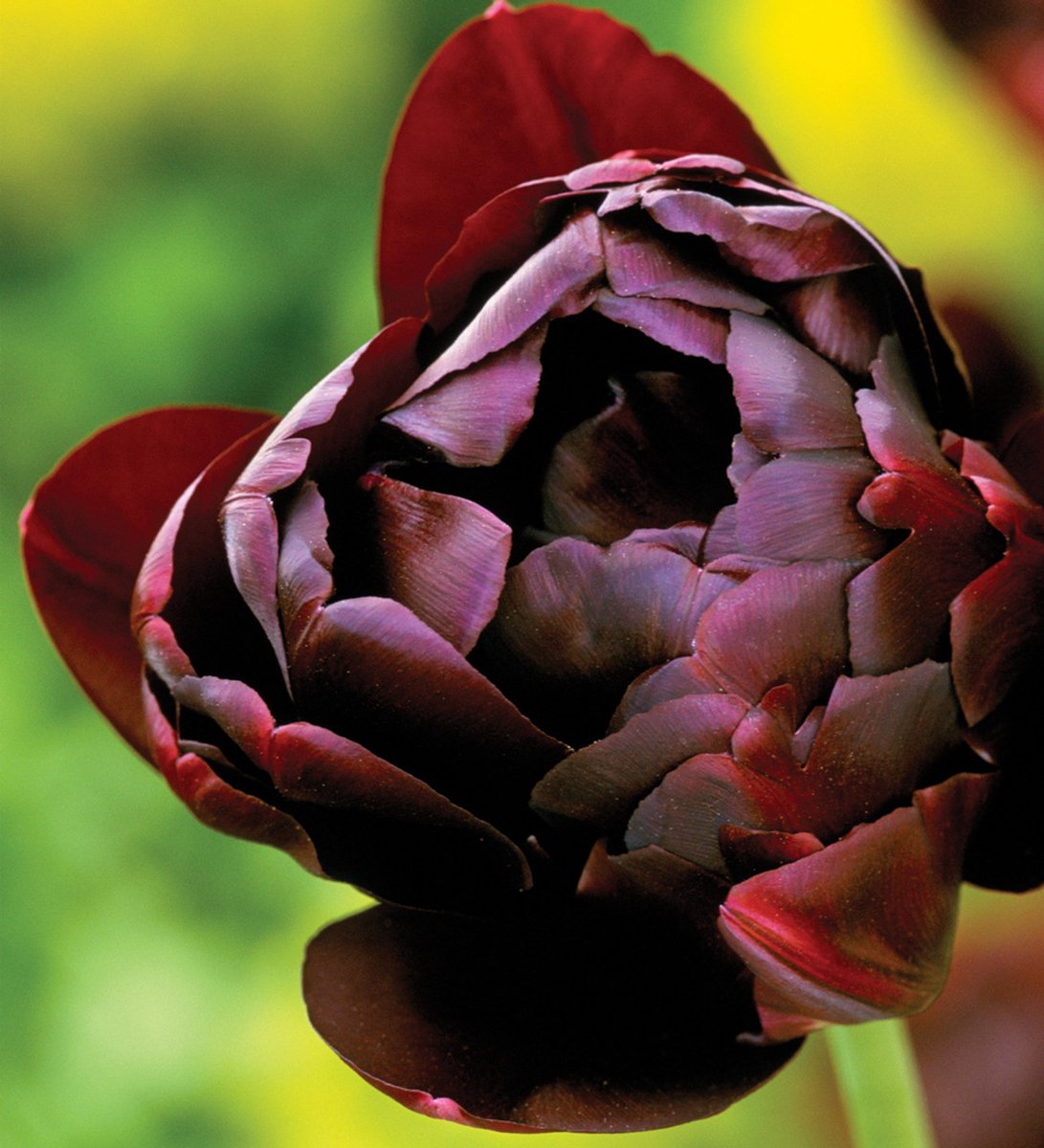 Tulp Black Hero | 10 stuks | Tulpenbollen