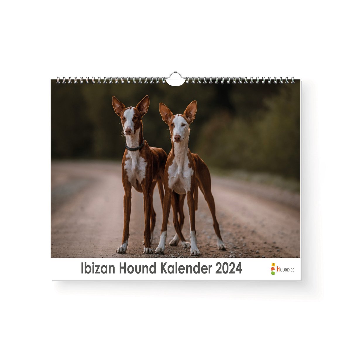 Kalender 2024 - Ibizan Hound - 35x24cm - 300gms - Spiraalgebonden - Inclusief ophanghaak