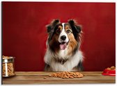 Dibond - Dier - Hond - Eten - Brokken - Bakje - 40x30 cm Foto op Aluminium (Wanddecoratie van metaal)