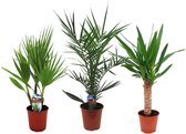 Plant in a Box - Mix van 3 Palmen - Kamerplanten - Phoenix - Yucca Washingtonia - Pot 14/15cm - Hoogte 50-70cm