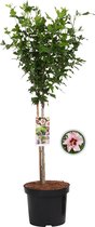 Hibiscus Hamabo op stam - Hibiscus syriacus Hamabo - Totale hoogte 85cm