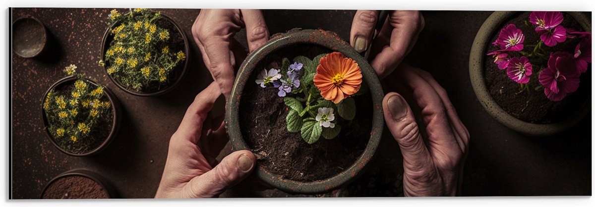 Dibond - Bloemen - Bloempot - Potgrond - Handen - 60x20 cm Foto op Aluminium (Met Ophangsysteem)