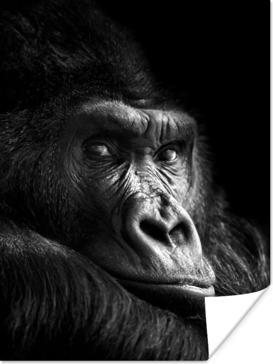 Poster Gorilla - Aap - Zwart - Wit - Portret - 60x80 cm