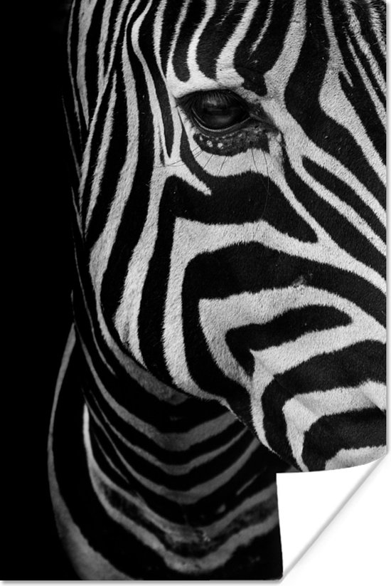 Poster Dieren - Zebra - Zwart - Wit - 20x30 cm