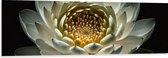 Dibond - Close Up Van Witte Waterlelie met Geel Midden op Donkere Achtergrond - Bloemen - 150x50 cm Foto op Aluminium (Wanddecoratie van metaal)