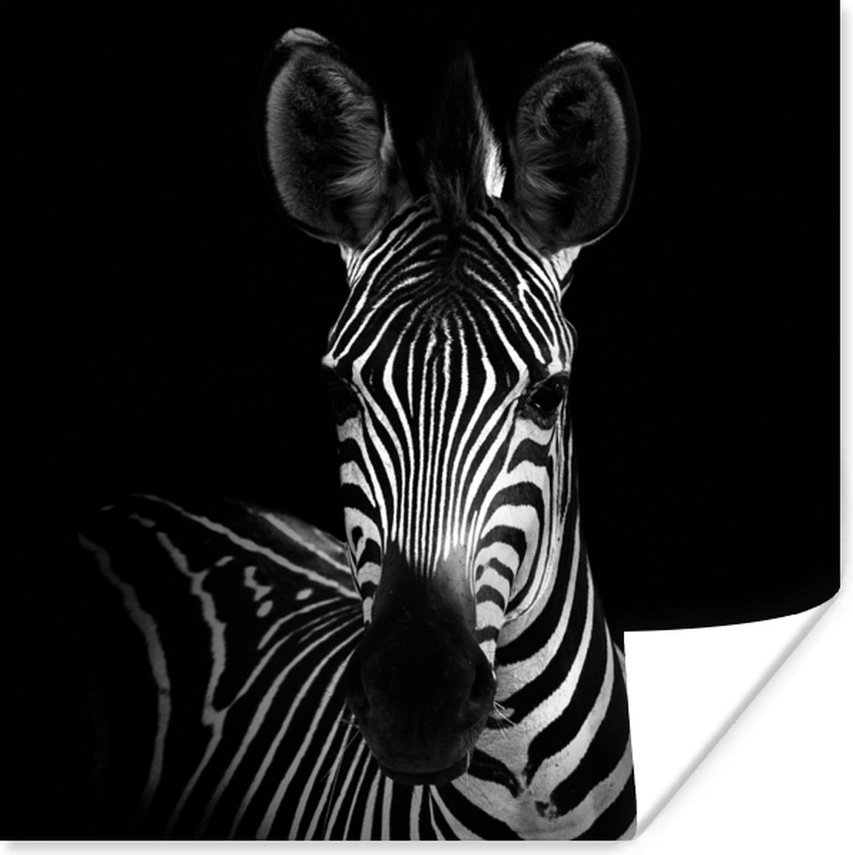 Poster Zebra - Zwart - Wit - Dieren - 50x50 cm