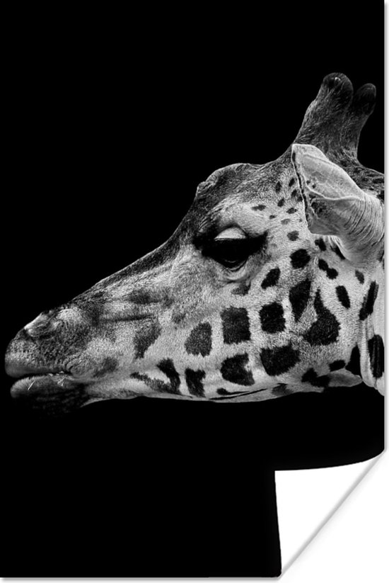 Poster Dieren - Giraffe - Zwart - Wit - 20x30 cm