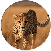 Dibond Muurcirkel - Zuid Afrikaanse Cheetah loopt door gras heen - 70x70 cm Foto op Aluminium Muurcirkel (met ophangsysteem)