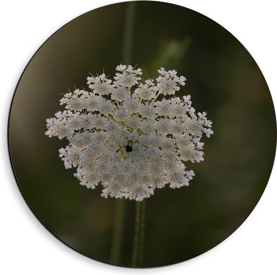 Dibond Muurcirkel - Witte Daucus Carota Bloem met Donkere Achtergrond - 40x40 cm Foto op Aluminium Muurcirkel (met ophangsysteem)