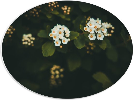 PVC Schuimplaat Ovaal - Witte Spirea Bloemetjes tussen Donkere Achtergrond - 40x30 cm Foto op Ovaal (Met Ophangsysteem)