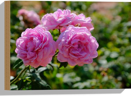 Hout - Boeket van Roze Tuinrozen tussen Groene Bladeren - Bloemen - 40x30 cm - 9 mm dik - Foto op Hout (Met Ophangsysteem)
