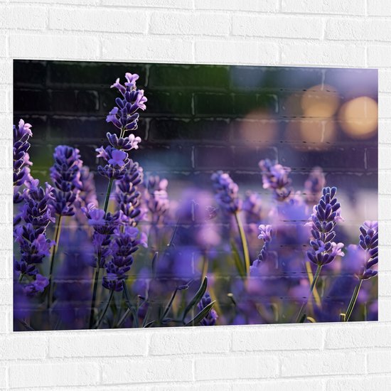 Muursticker - Lavendel Planten in Grasveld in de Avond - Bloemen - 100x75 cm Foto op Muursticker