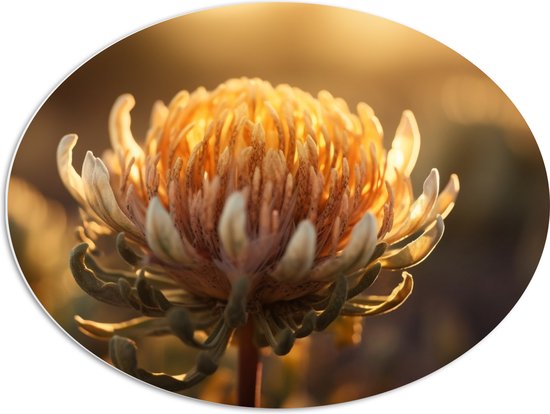 PVC Schuimplaat Ovaal - Oranje Leucospermum Cordifolium Bloem Bij Zonsondergang Licht - 80x60 cm Foto op Ovaal (Met Ophangsysteem)