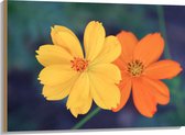 Hout - Fel Oranje en Gele Cosmos Bloemen voor Donker Groene Achtergrond - 100x75 cm - 9 mm dik - Foto op Hout (Met Ophangsysteem)
