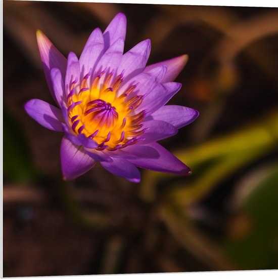 PVC Schuimplaat- Paarse Lotus Bloem met Oranje Midden - 80x80 cm Foto op PVC Schuimplaat