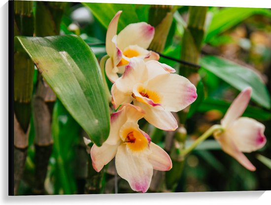 Canvas - Witte Dendrobium Moschatum Bloemen met Roze Uiteinde Tussen Takken - 100x75 cm Foto op Canvas Schilderij (Wanddecoratie op Canvas)