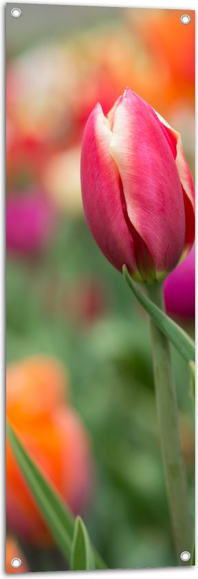 Tuinposter – Donker roze tulpen die nog aan het uitkomen zijn - Bloemen - 40x120 cm Foto op Tuinposter (wanddecoratie voor buiten en binnen)