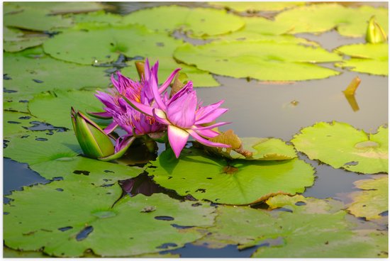 Poster (Mat) - Paarse Waterlelie Lotusbloem Drijvend op Leliebladeren en Water - 90x60 cm Foto op Posterpapier met een Matte look