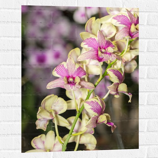 Muursticker - Paars met groene orchidee bloemen met andere orchidee bloemen op de achtergrond - 60x80 cm Foto op Muursticker