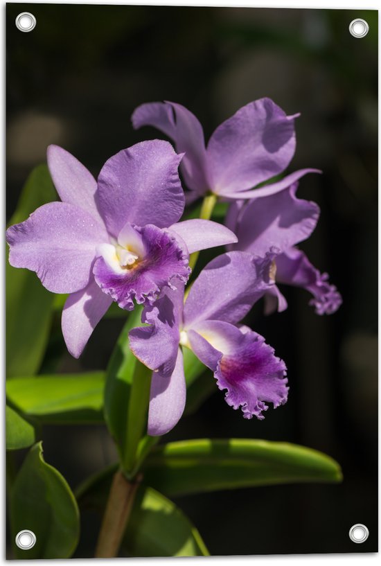 Tuinposter – orchidee met witte knopjes en diverse paarse tinten - Bloem - 40x60 cm Foto op Tuinposter (wanddecoratie voor buiten en binnen)