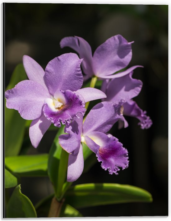Dibond - orchidee met witte knopjes en diverse paarse tinten - Bloem - 30x40 cm Foto op Aluminium (Wanddecoratie van metaal)