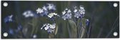Tuinposter – Blauwe Vergeet-Mij-Nietjes Bloemen - 60x20 cm Foto op Tuinposter (wanddecoratie voor buiten en binnen)