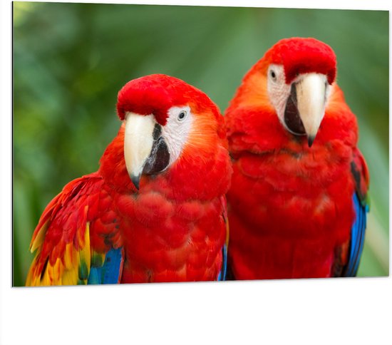 Dibond - Twee papegaaien zitten langs elkaar in een bos - 100x75 cm Foto op Aluminium (Wanddecoratie van metaal)
