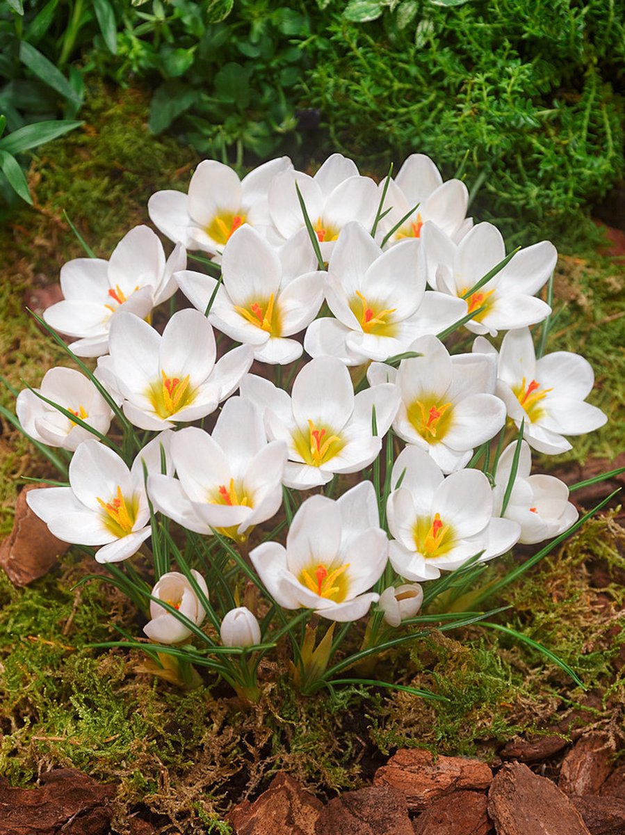 25x Crocus 'Ard schenk chrysanthus' - BULBi® Bloembollen met bloeigarantie