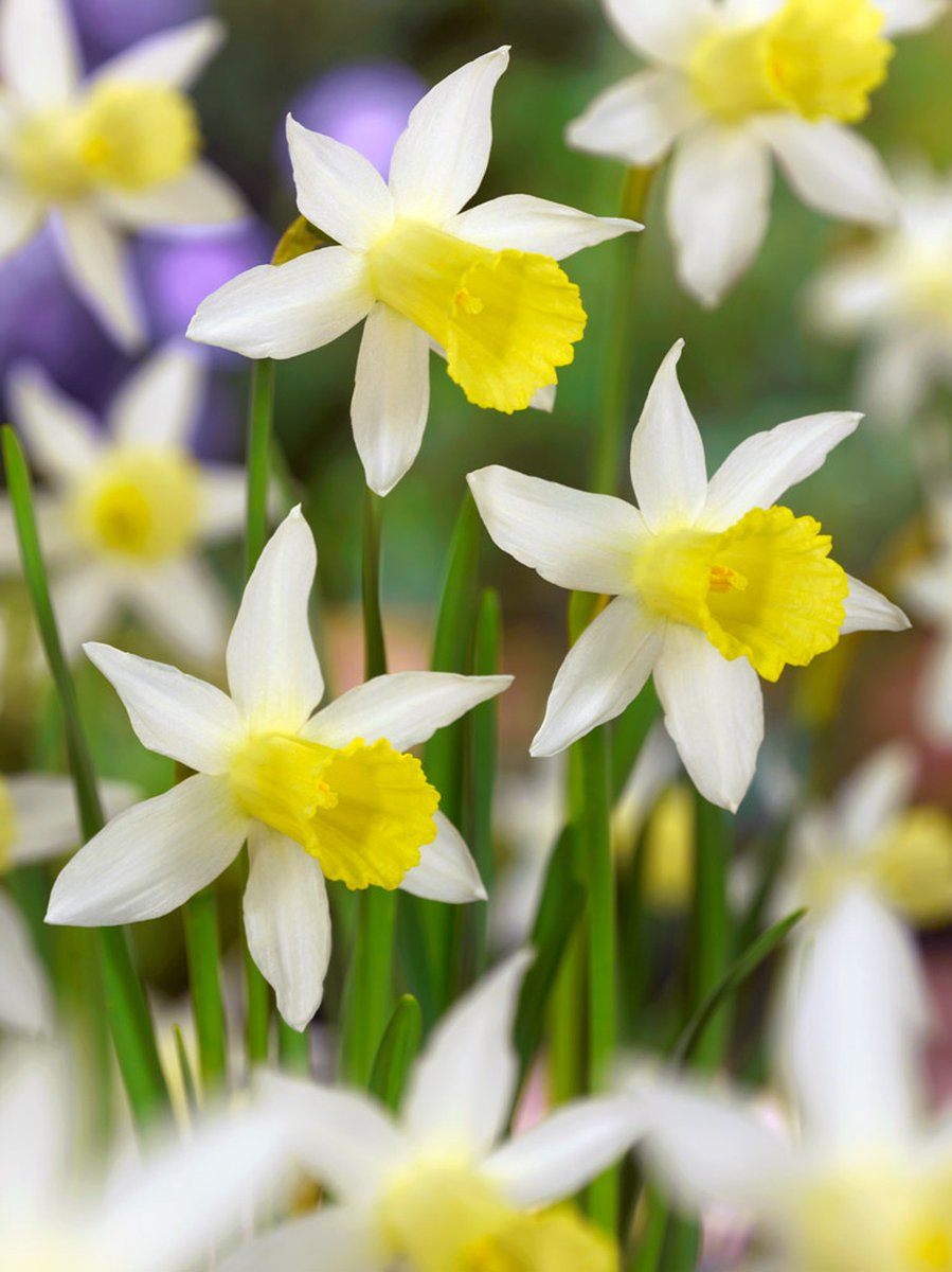 25x Narcissen 'Elka' - BULBi® Bloembollen met bloeigarantie