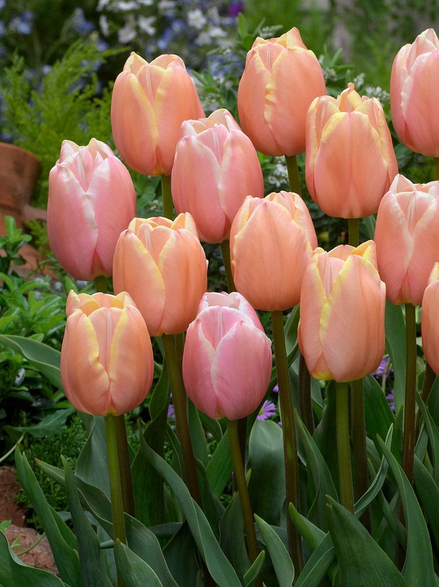 20x Tulpen 'Mango charm' - BULBi® Bloembollen met bloeigarantie