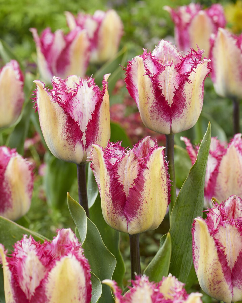15x Tulpen 'Yasmine' - BULBi® Bloembollen met bloeigarantie