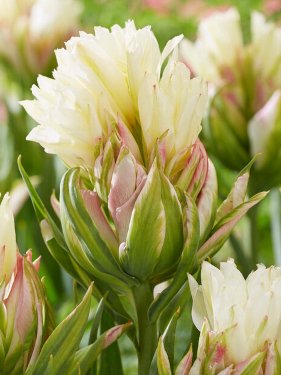 8x Tulpen 'Mystery valley' - BULBi® Bloembollen met bloeigarantie