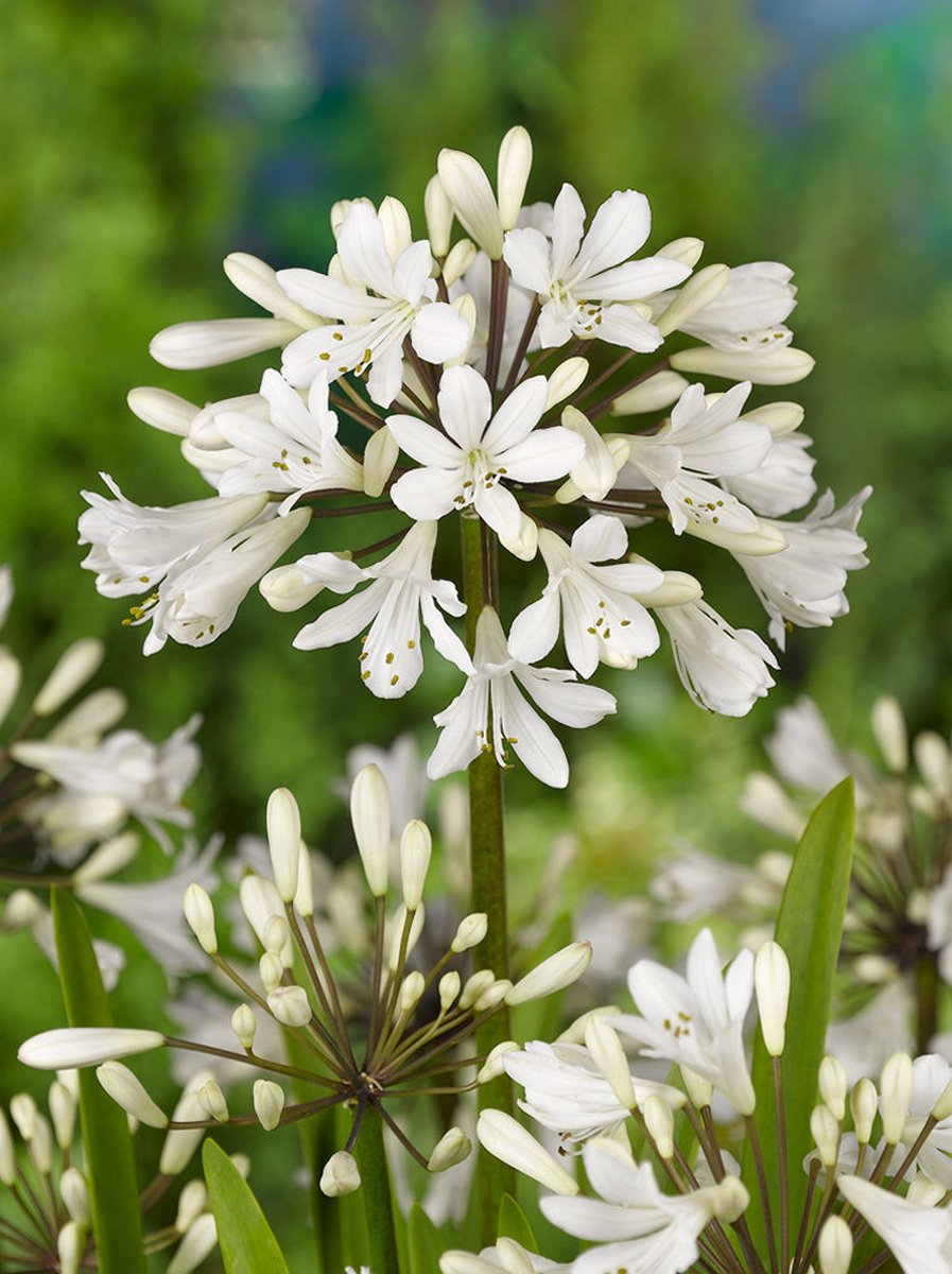5x Afrikaanse lelie 'Agapanthus africanus albus' - BULBi® Bloembollen met bloeigarantie