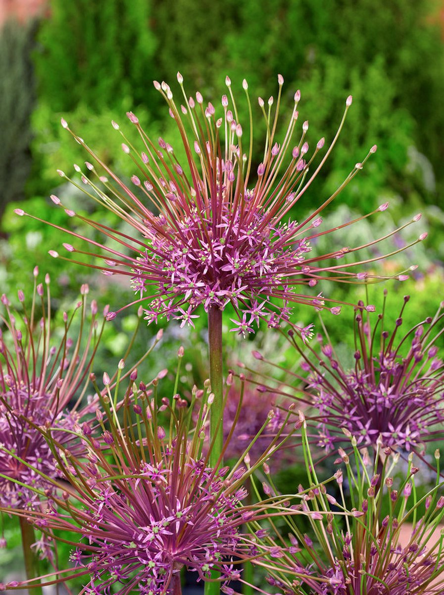 5x Allium 'Schubertii' - BULBi® Bloembollen met bloeigarantie