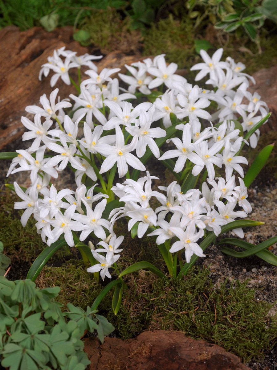 50x Sneeuwroem 'Chionodoxa luciliae alba' - BULBi® Bloembollen met bloeigarantie