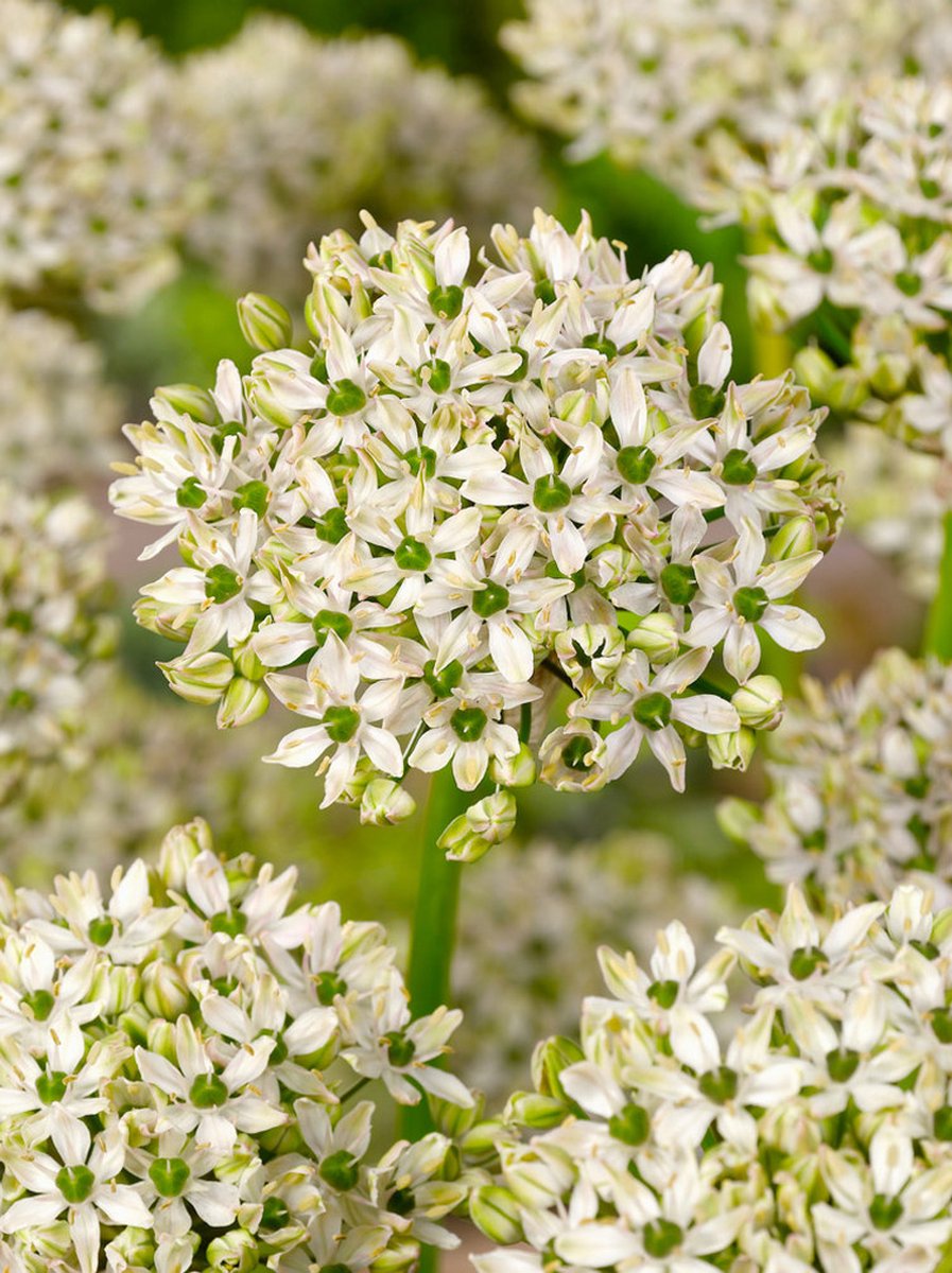 15x Allium 'Nigrum' - BULBi® Bloembollen met bloeigarantie